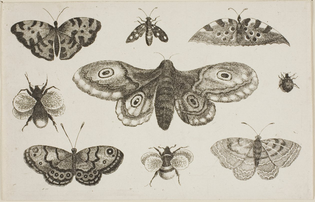 En mal, fjärilar och bin av Wenceslaus Hollar