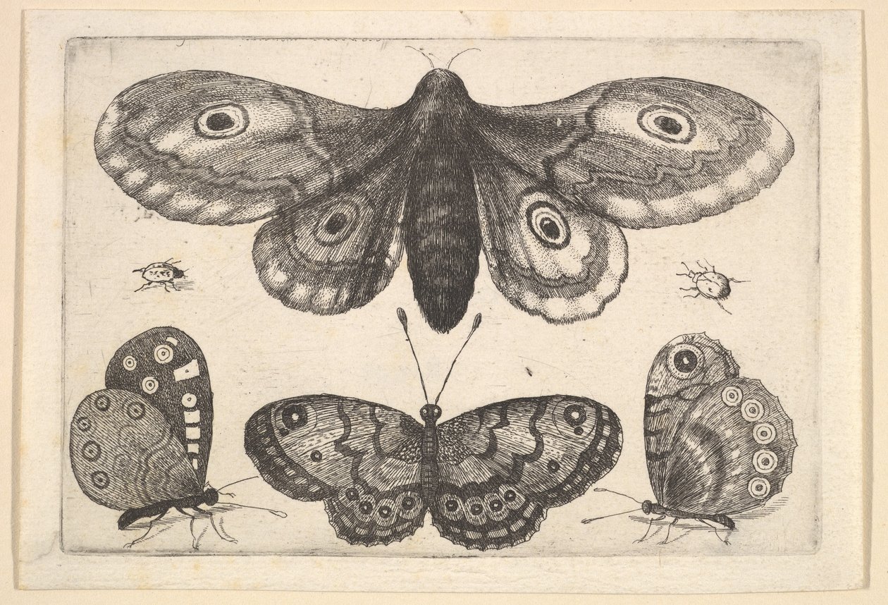 En mal, tre fjärilar och två skalbaggar, 1646. av Wenceslaus Hollar