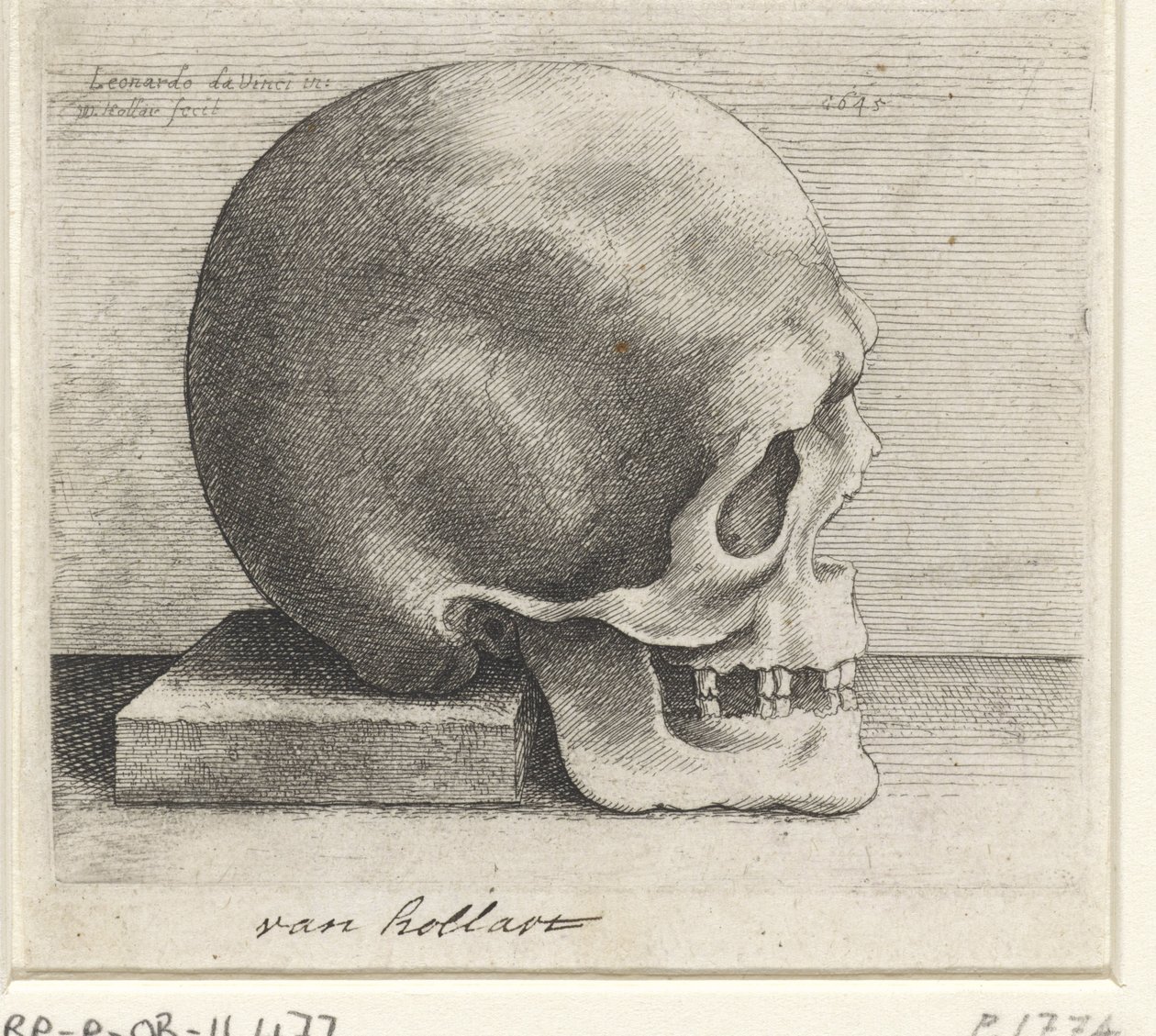 Anatomisk studie av en skalle av Wenceslaus Hollar