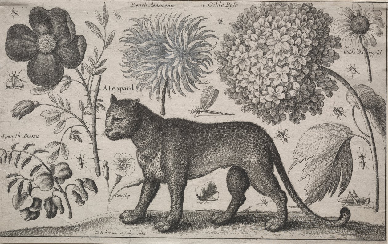 Djur och växter: Leopard med växter och insekter av Wenceslaus Hollar
