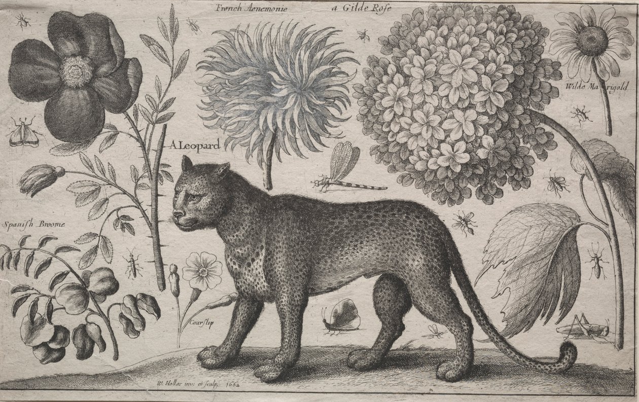 Djur och växter: Leopard med växter och insekter, 1662. av Wenceslaus Hollar