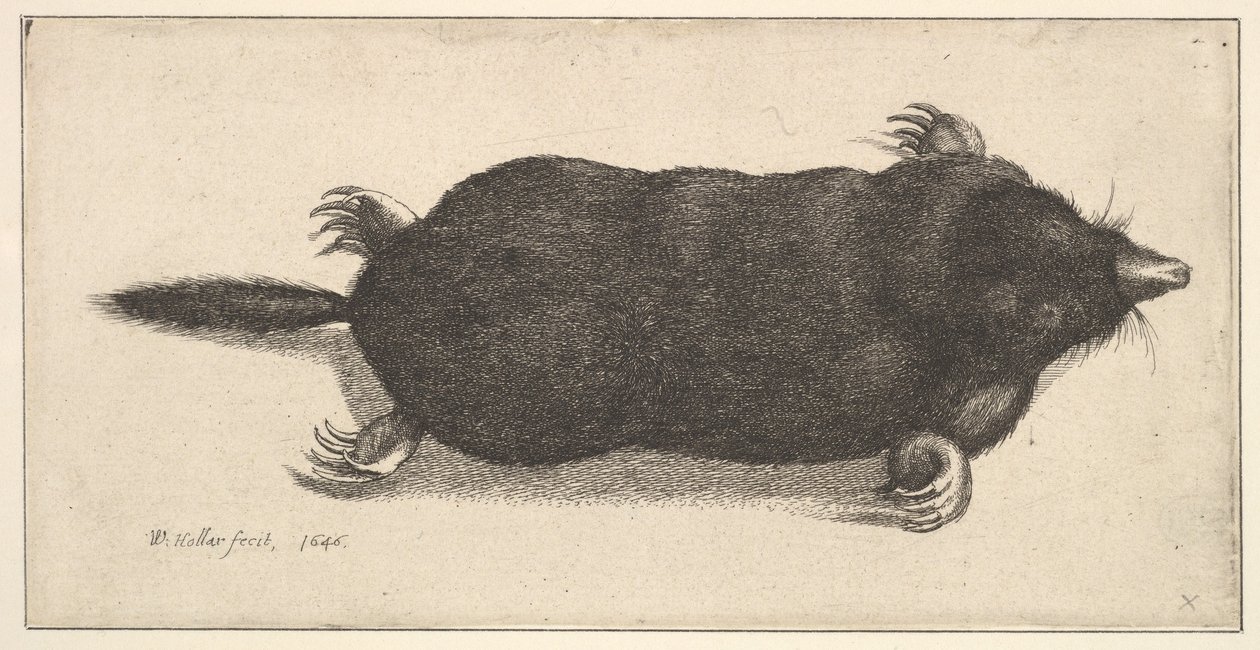Död mullvad, 1646. av Wenceslaus Hollar