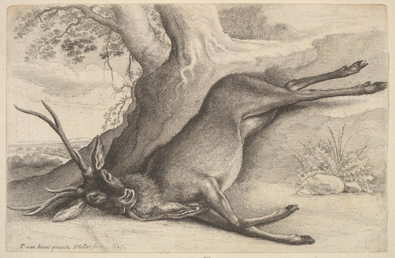 Död hjort, 1646. av Wenceslaus Hollar