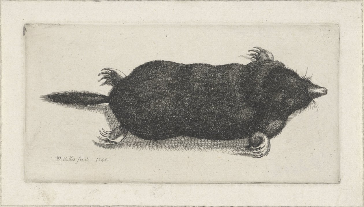 död mullvad av Wenceslaus Hollar