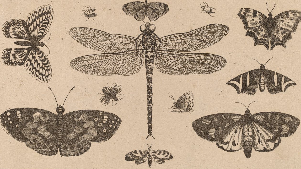 Slända, nyckelpigor och fjärilar. av Wenceslaus Hollar