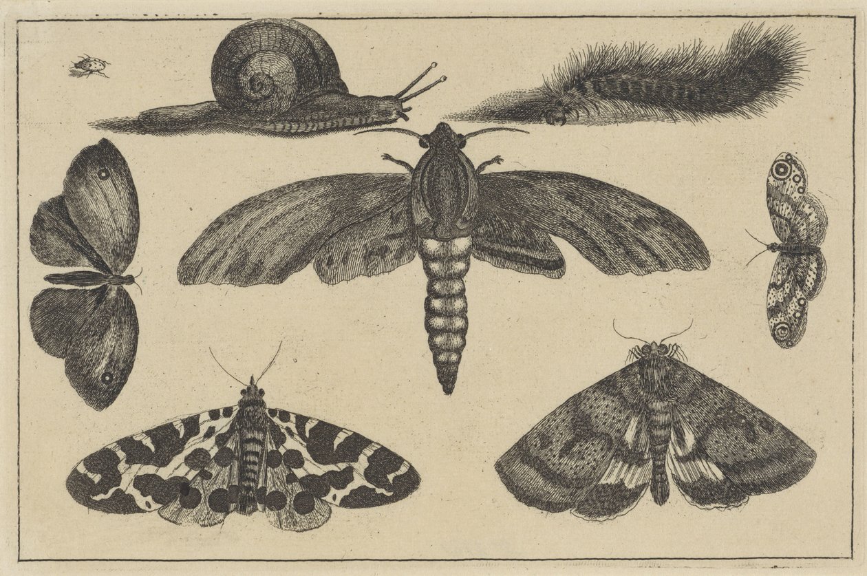 Tre nattfjärilar, fjärilar, skalbagge, snigel och larv Olika insekter (serietitel) Diversae Insectorum (serietitel) av Wenceslaus Hollar