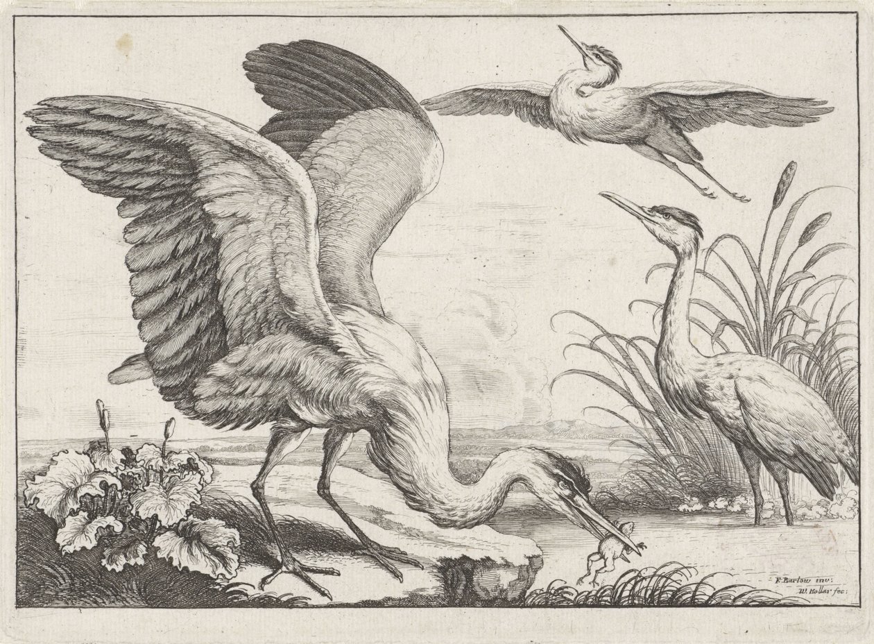 tre hägrar Diversae avium arter (serietitel) Olika fåglar (serietitel) av Wenceslaus Hollar