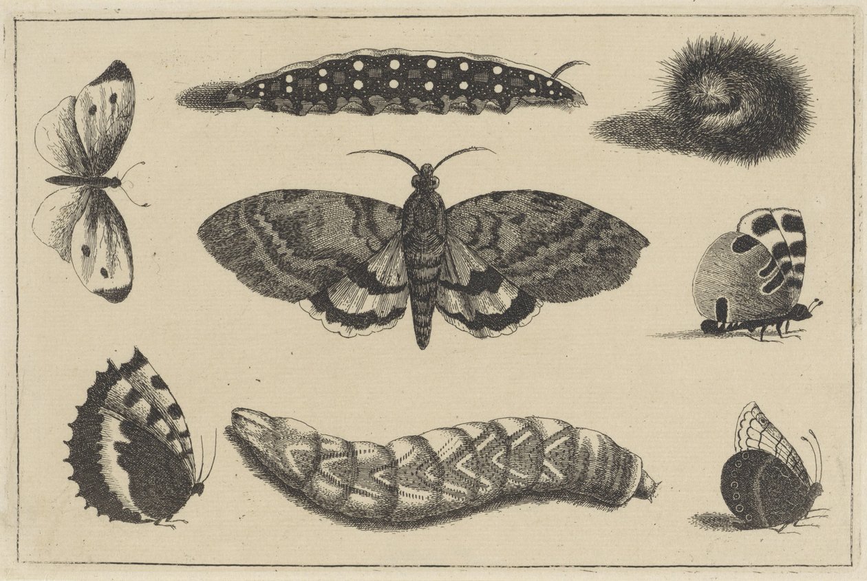 Tre larver, en nattfjäril och fyra fjärilar Olika insekter (serietitel) Diversae Insectorum (serietitel) av Wenceslaus Hollar