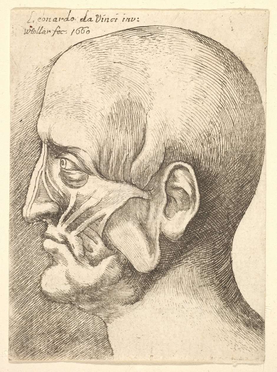 Ecorche chef för en man i profil till vänster, 1660. av Wenceslaus Hollar