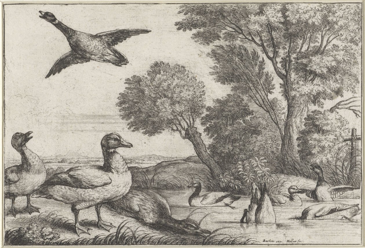ankor Diversae avium arter (serietitel) Olika fåglar (serietitel) av Wenceslaus Hollar