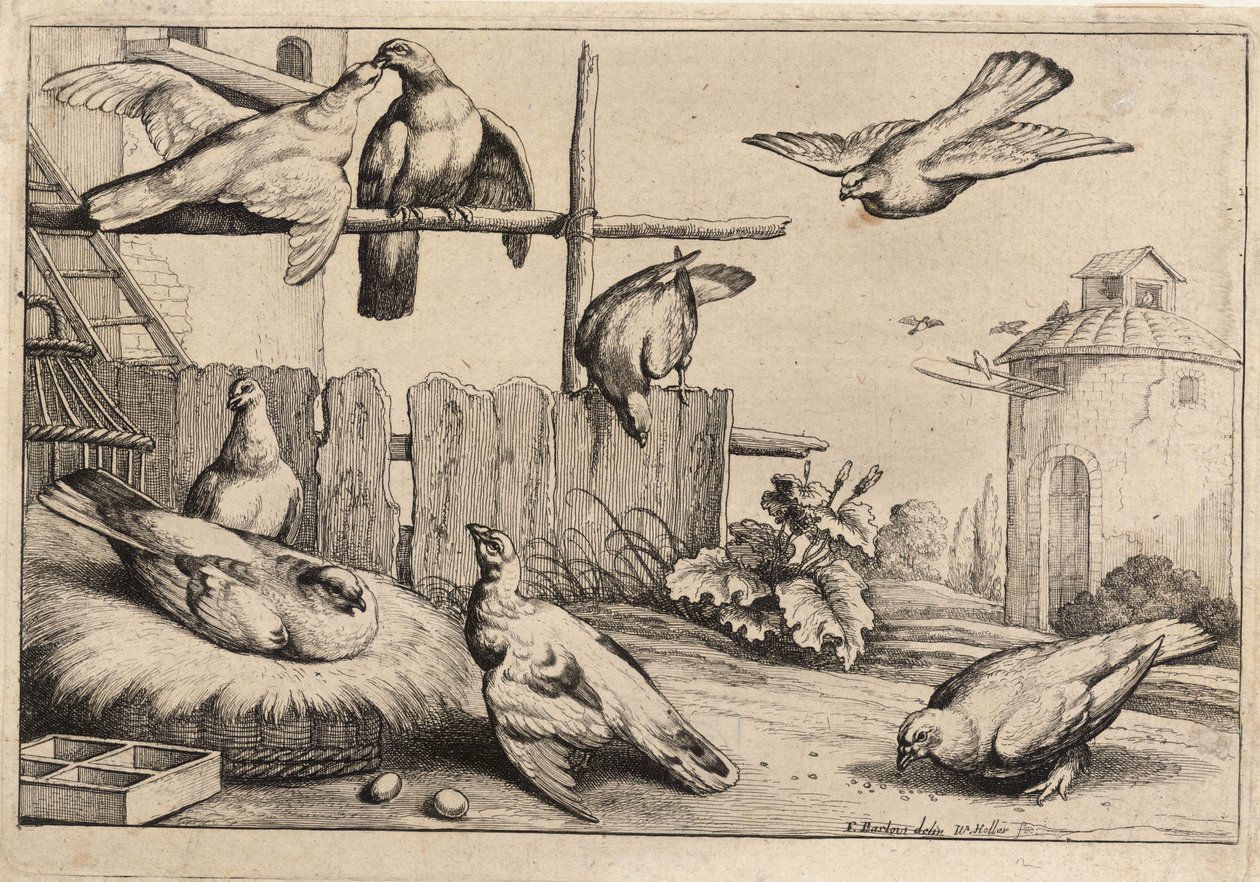 Åtta duvor. Tillstånd 1 av Wenceslaus Hollar