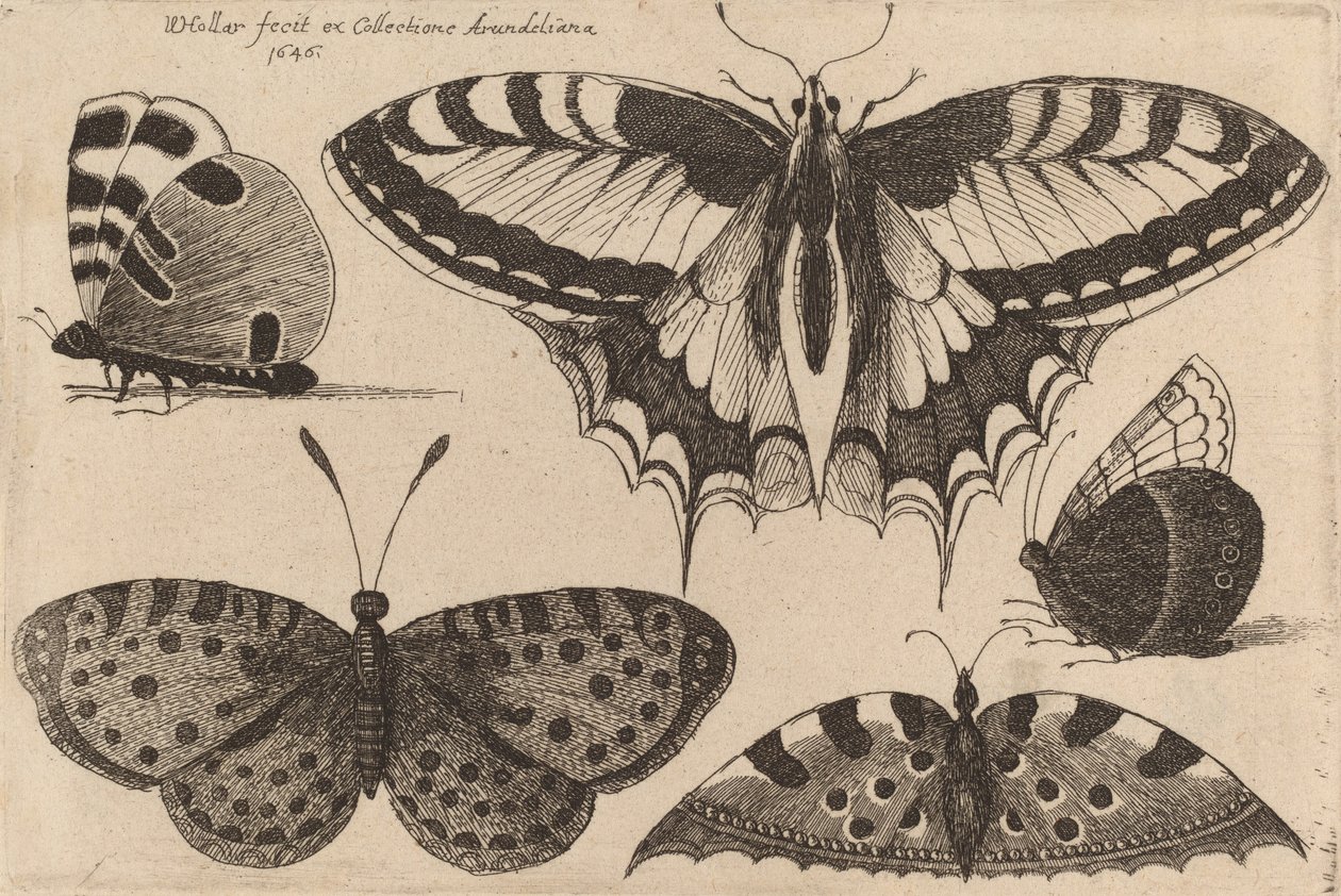 Fem fjärilar, 1646. av Wenceslaus Hollar
