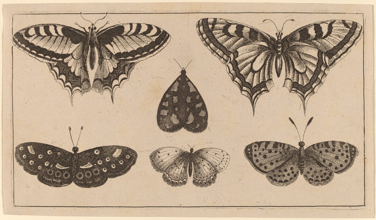 Fem fjärilar och en mal av Wenceslaus Hollar