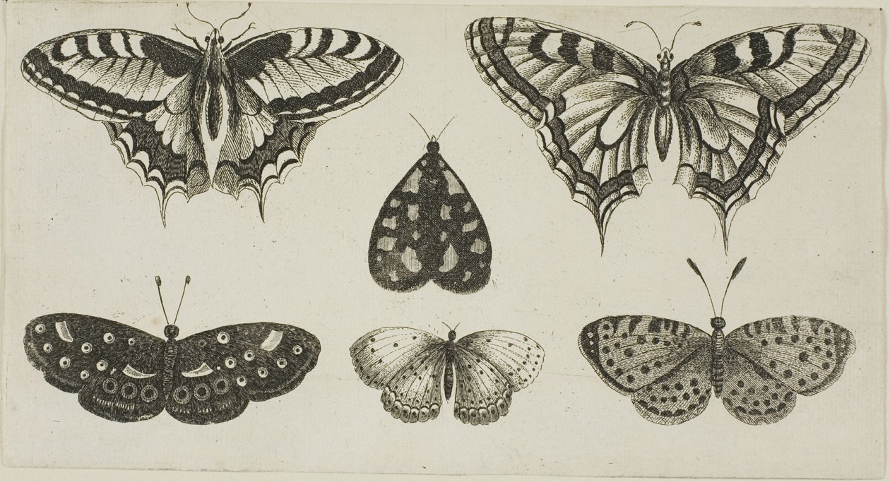 Fem fjärilar och en mal av Wenceslaus Hollar