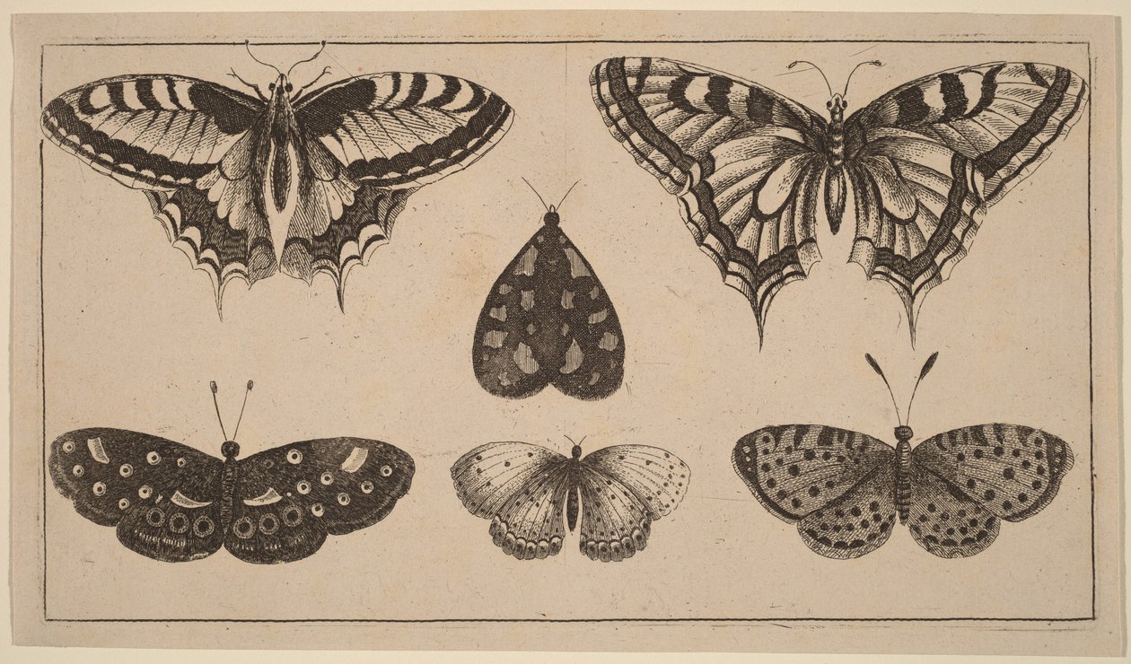 Fem fjärilar och en nattfjäril av Wenceslaus Hollar