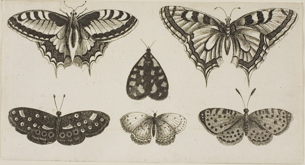 Fem fjärilar och en mal av Wenceslaus Hollar