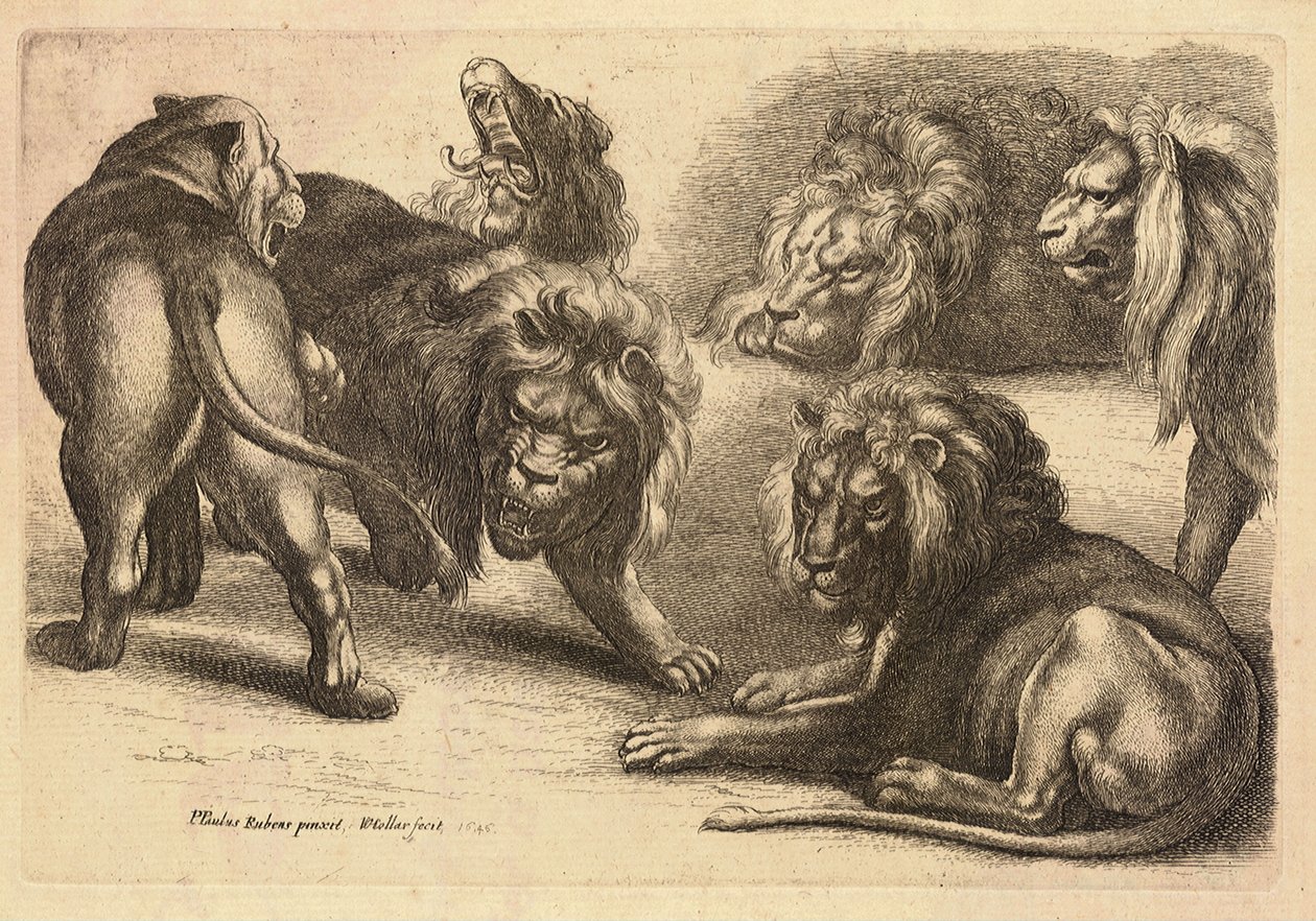 Fem lejon och en lejoninna, efter Rubens av Wenceslaus Hollar
