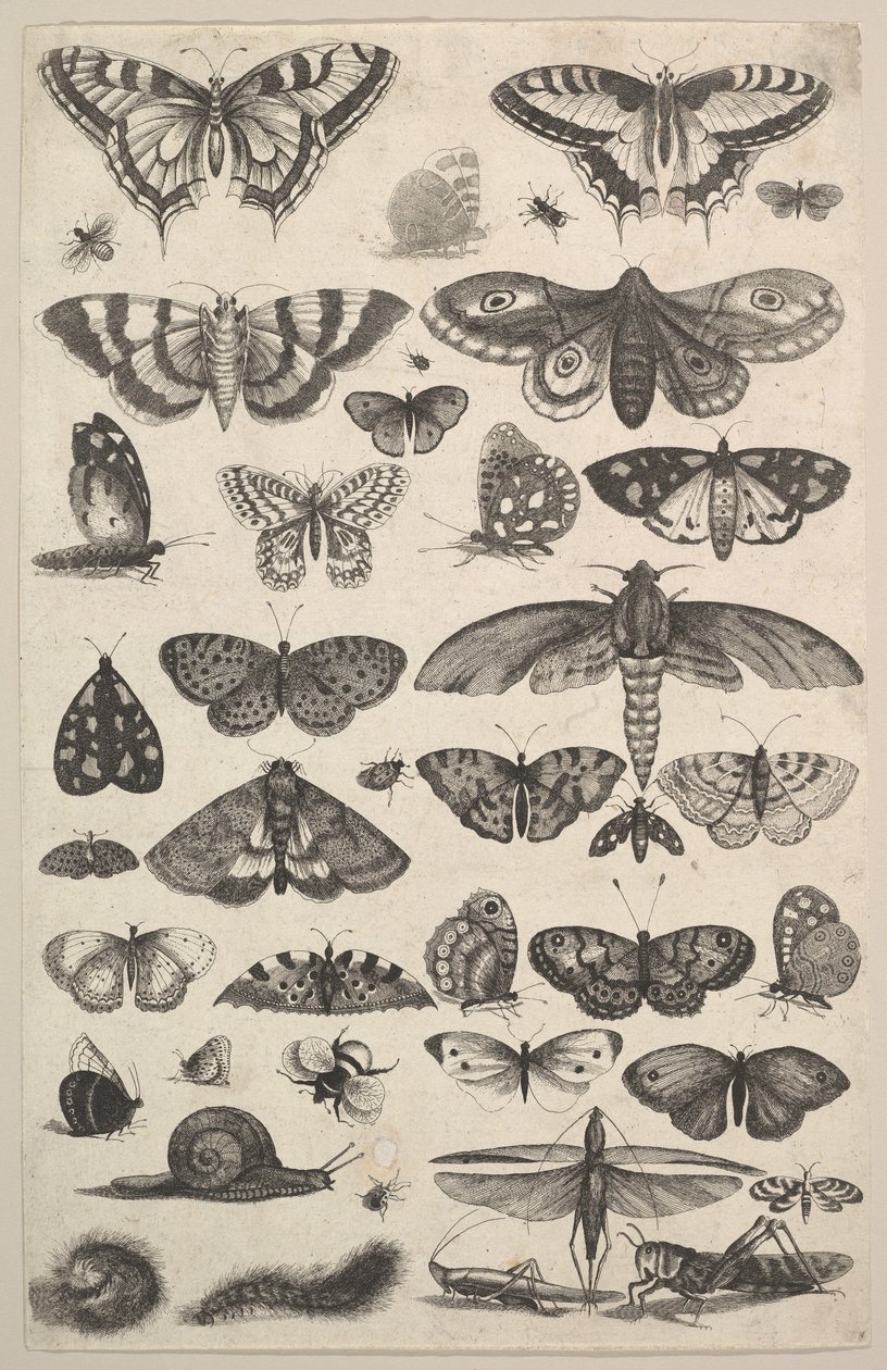 Fyrtioen insekter, inklusive nattfjärilar och fjärilar, 1625-77. av Wenceslaus Hollar