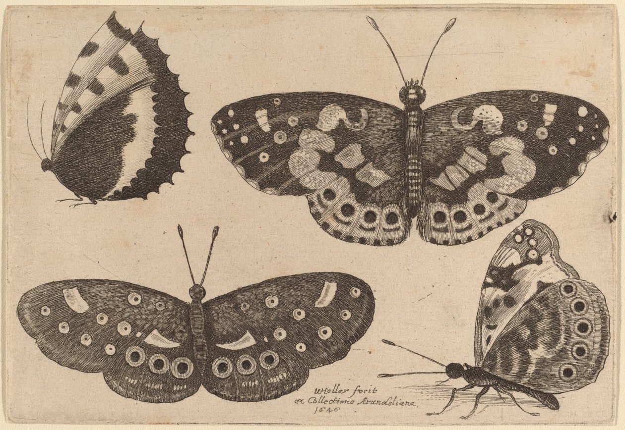 Fyra fjärilar av Wenceslaus Hollar