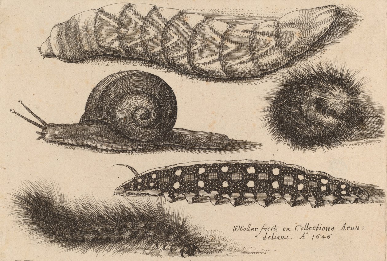 Fyra larver och en snigel, 1646. av Wenceslaus Hollar