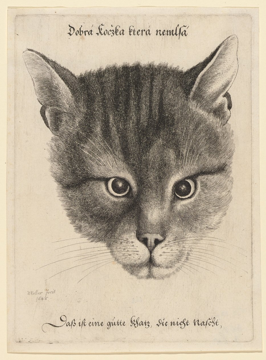 Kattens huvud, mellanstorlek av Wenceslaus Hollar