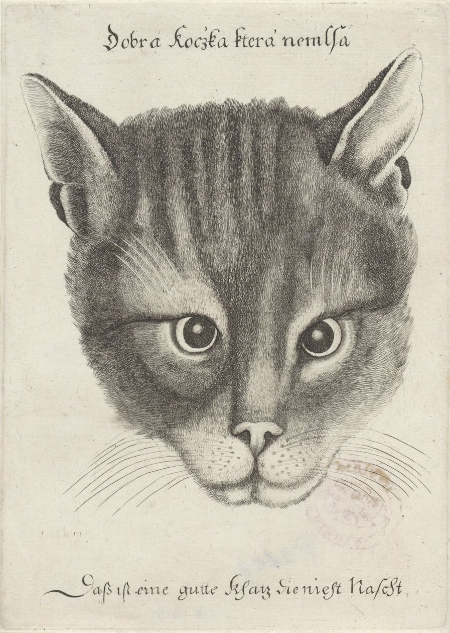 Huvud av en katt av Wenceslaus Hollar