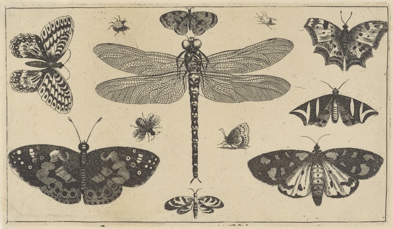 Slända, nyckelpigor och fjärilar Olika insekter (serietitel) Diversae Insectorum (serietitel) av Wenceslaus Hollar
