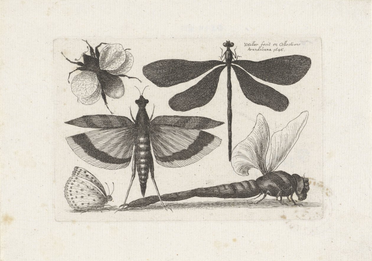 Sländor, fjäril och en humla Insekter (serietitel) Muscarum Scarabeorum (serietitel) av Wenceslaus Hollar
