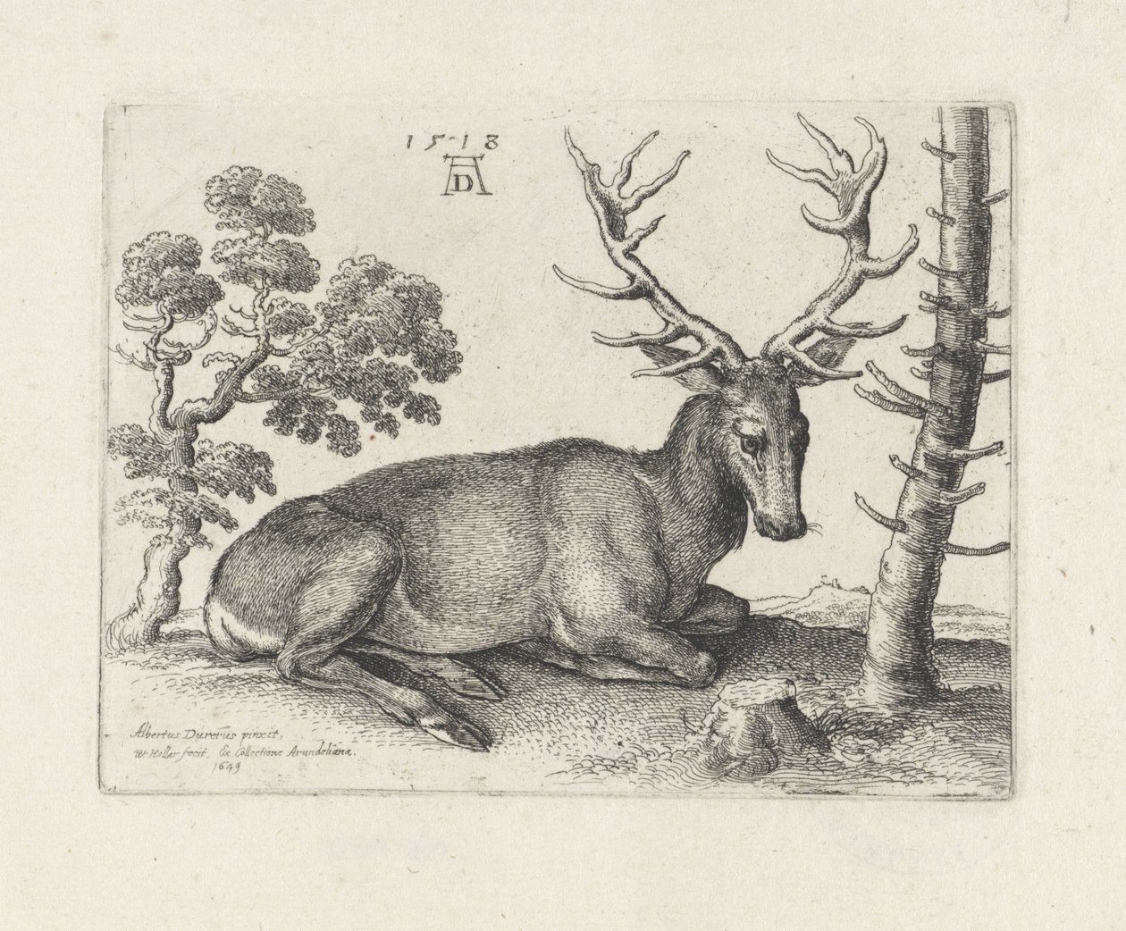 Liggande rådjur, till höger av Wenceslaus Hollar