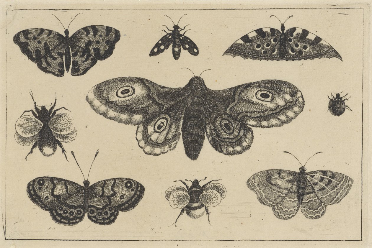Mal, fyra fjärilar, två humlor och två andra insekter Olika insekter (serietitel) Diversae Insectorum (serietitel) av Wenceslaus Hollar