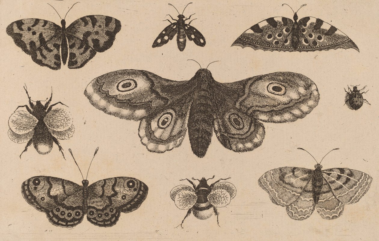 Mal, fjärilar och bin. av Wenceslaus Hollar