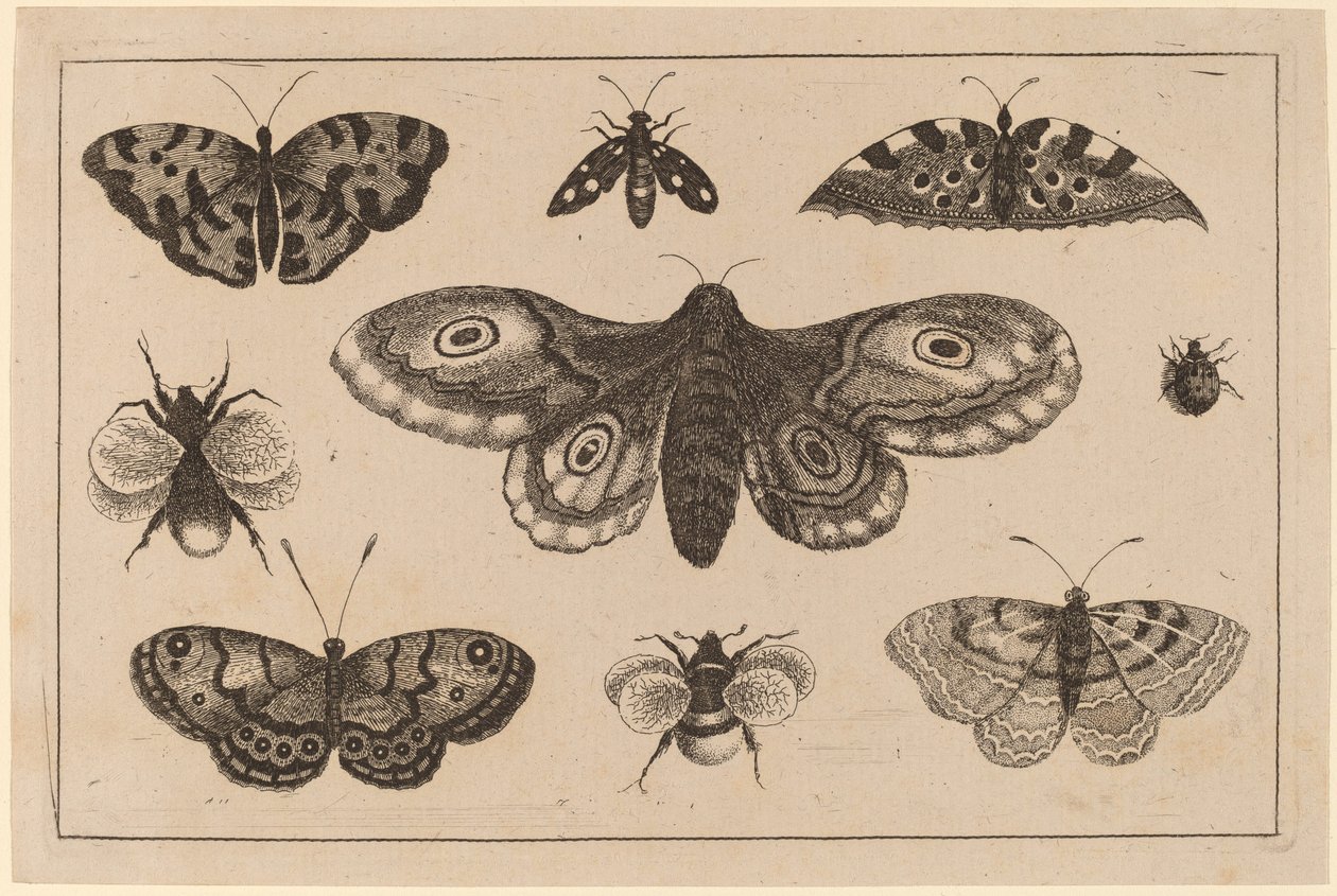 Mal, fjärilar och bin av Wenceslaus Hollar