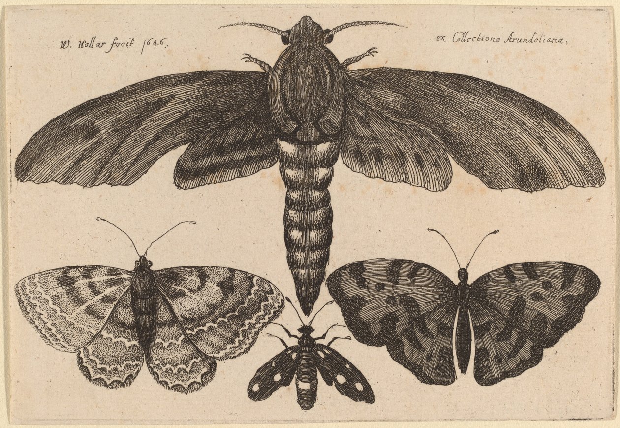 Mal och tre fjärilar av Wenceslaus Hollar