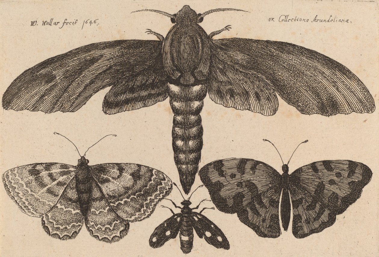 Mal och tre fjärilar, 1646. av Wenceslaus Hollar