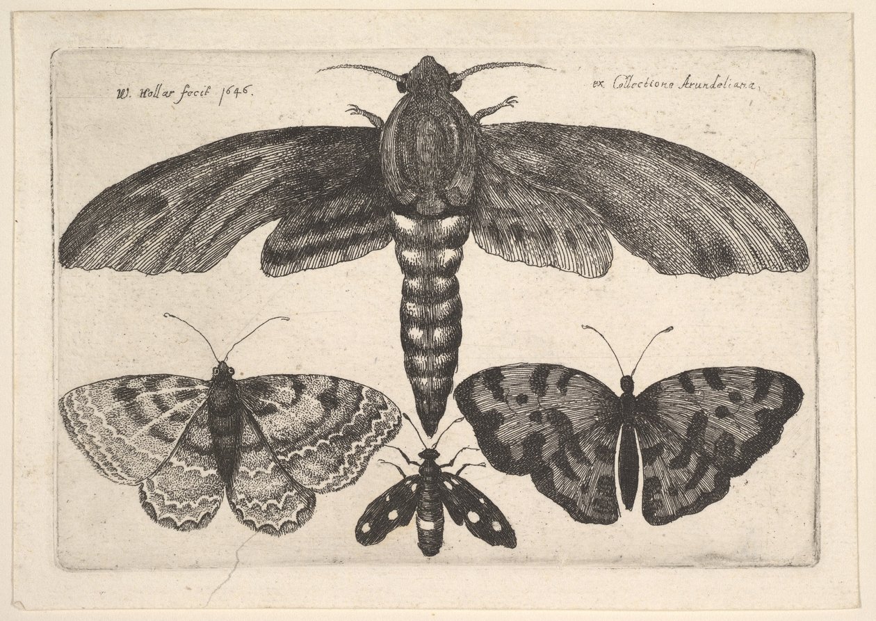 Mal och tre fjärilar, 1646. av Wenceslaus Hollar