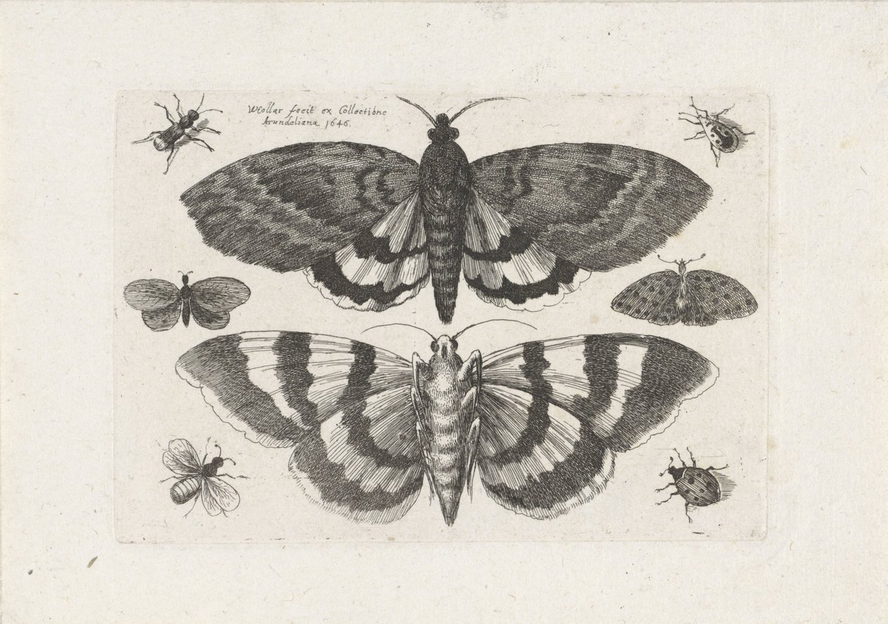 Mal och småkryp Insekter (serietitel) Muscarum Scarabeorum (serietitel) av Wenceslaus Hollar