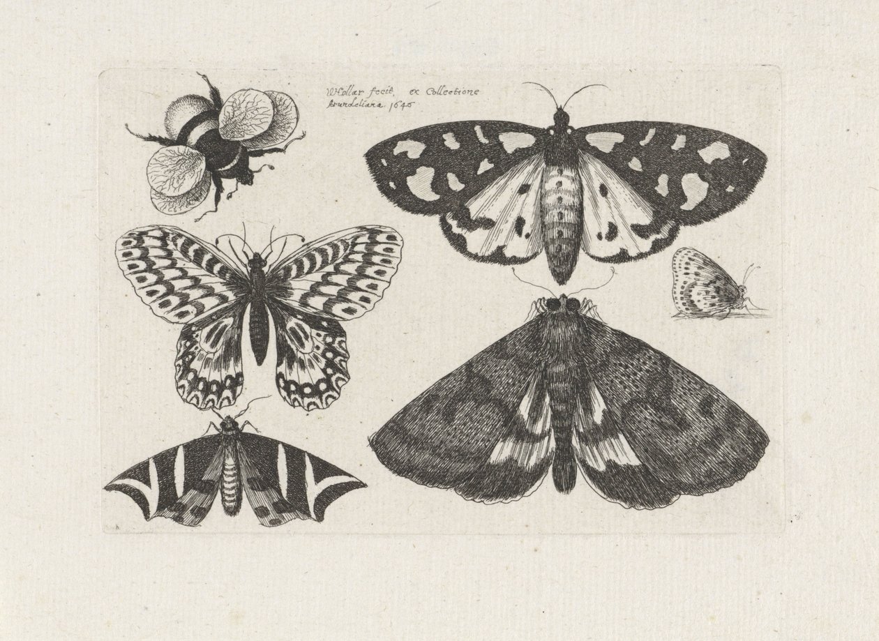 swedish av Wenceslaus Hollar