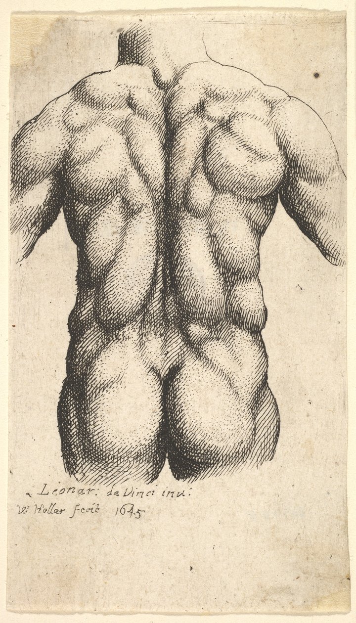 Naken manlig överkropp sedd bakifrån, 1645. av Wenceslaus Hollar