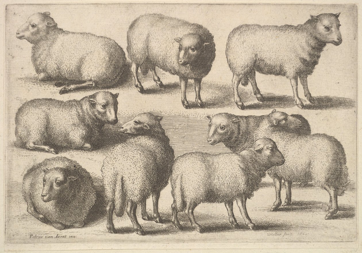 Nio får, 1646. av Wenceslaus Hollar