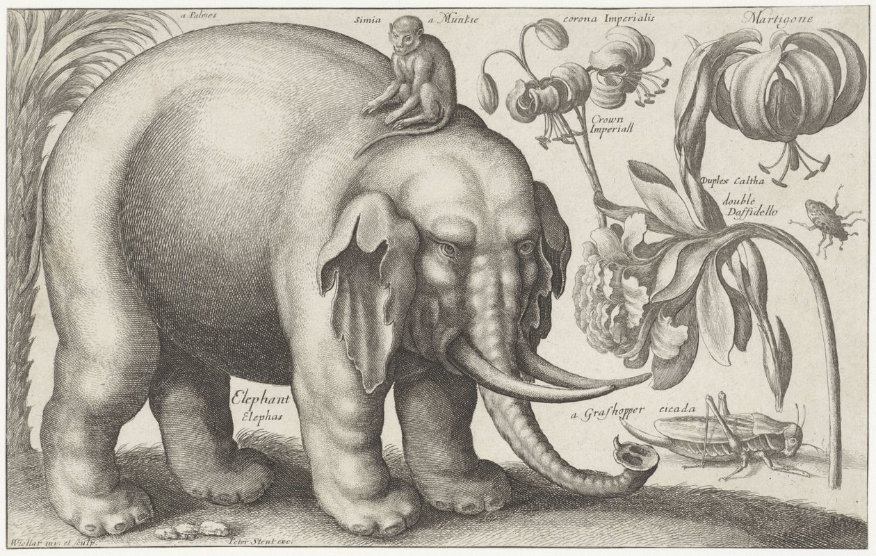 Elefant, apa, blommor och insekter Plants and Animals (serietitel) Animalium Ferarum (serietitel på objekt) av Wenceslaus Hollar