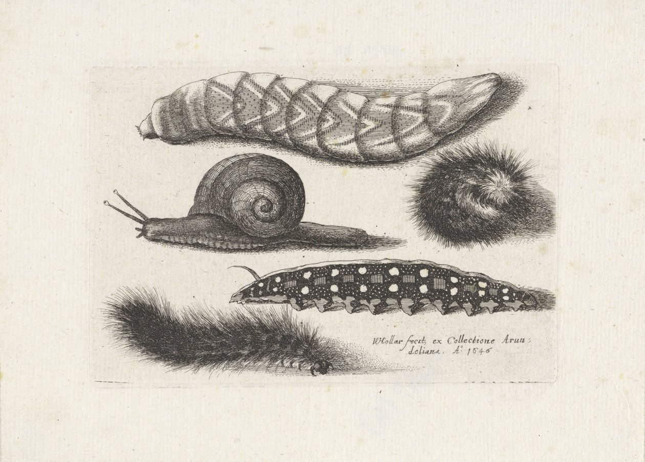 Larver och en snigel Insekter (serietitel) Muscarum Scarabeorum (serietitel) av Wenceslaus Hollar