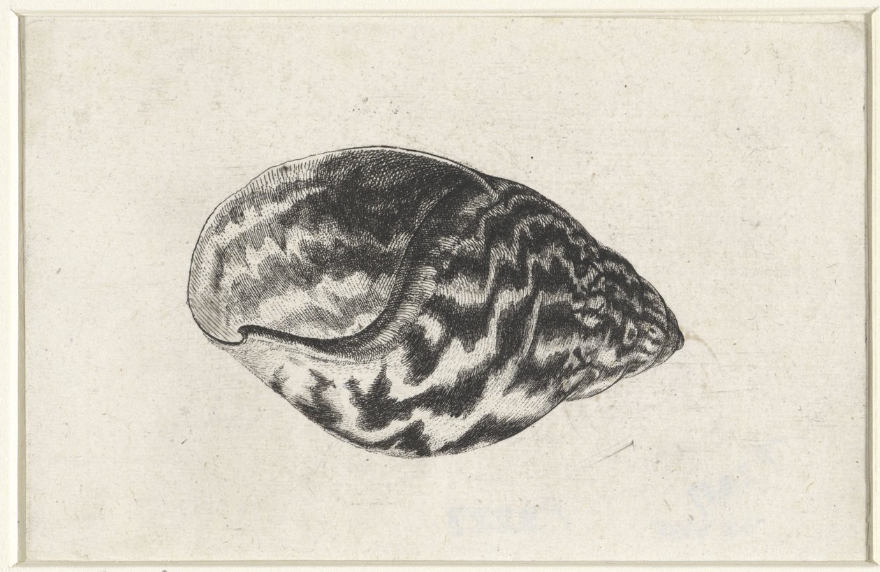 Skal, achatina achatina Skal (serietitel) av Wenceslaus Hollar