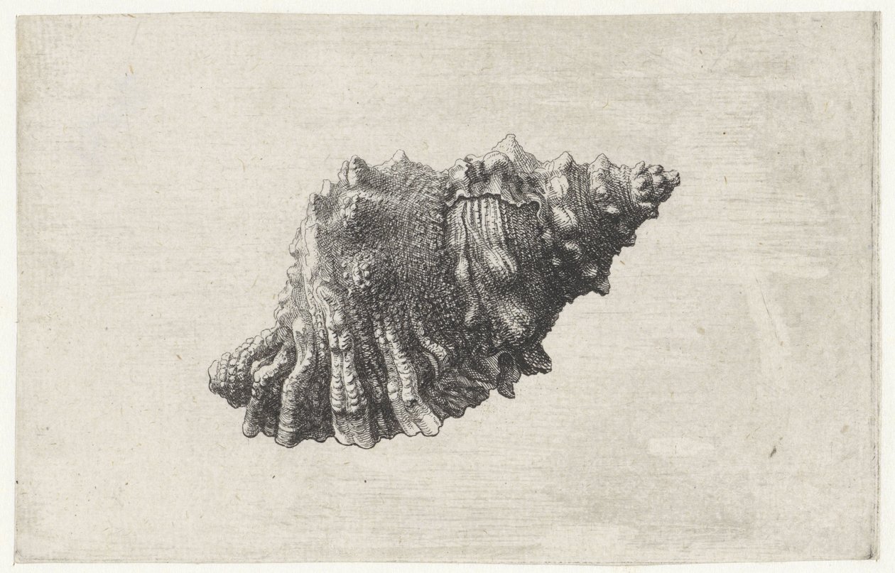 Skal, bursa rubeta Skal (serietitel) av Wenceslaus Hollar
