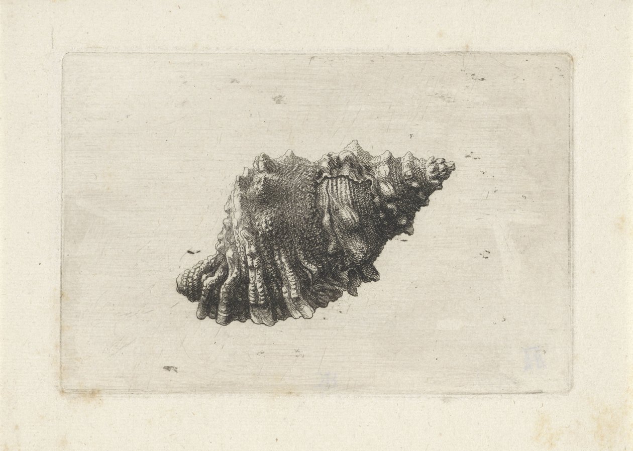 Skal, bursa rubeta Skal (serietitel) av Wenceslaus Hollar
