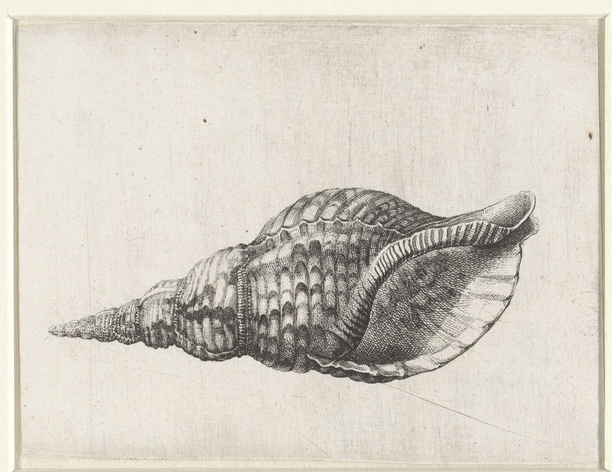 Skal, charonia tritonis Skal (serietitel) av Wenceslaus Hollar