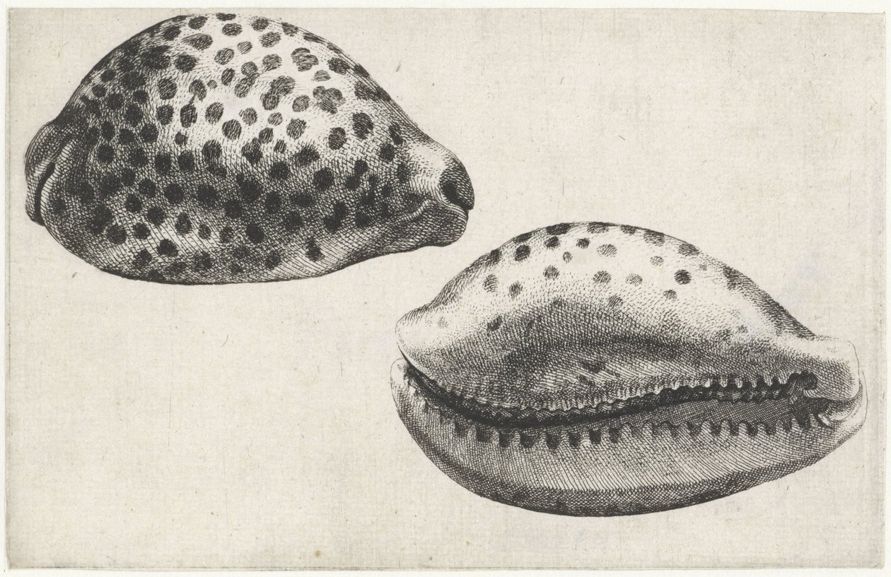 Skal, cypraea tigris Skal (serietitel) av Wenceslaus Hollar