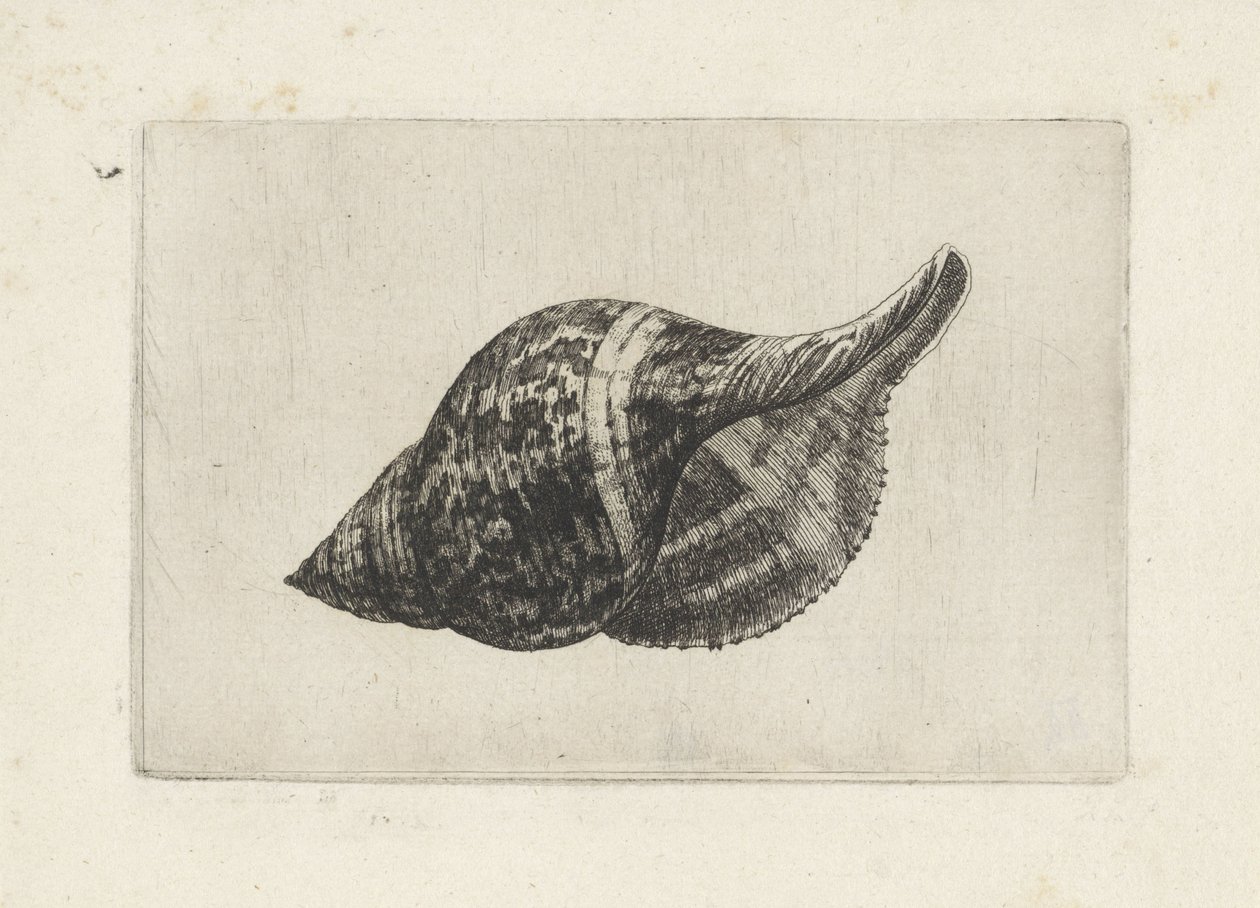 Skal, fasciolaria tulipa Skal (serietitel) av Wenceslaus Hollar