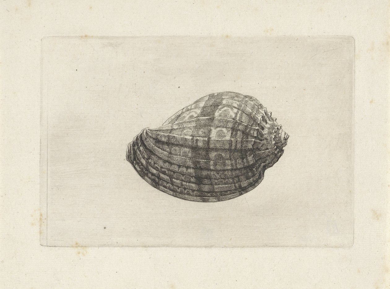Shell, harpa major Skal (serietitel) av Wenceslaus Hollar