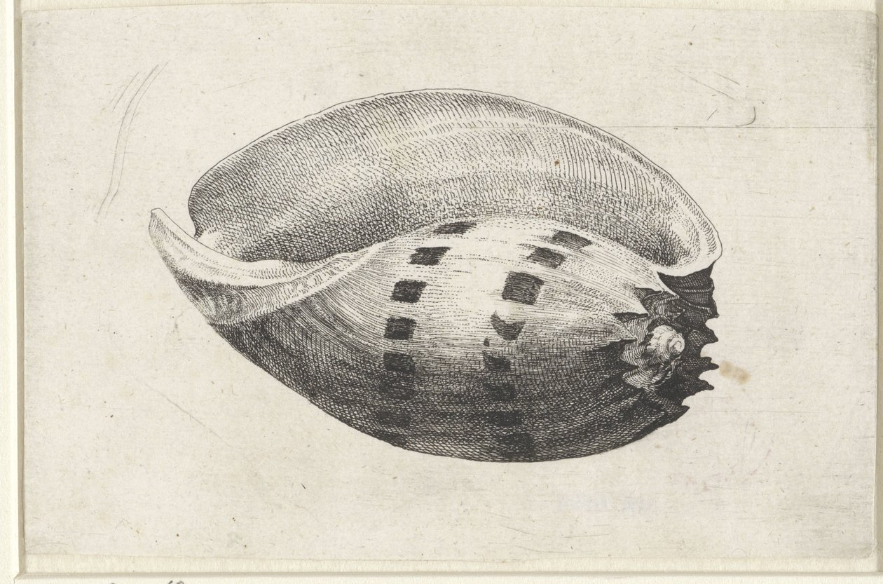 Skal, melo amfora Skal (serietitel) av Wenceslaus Hollar