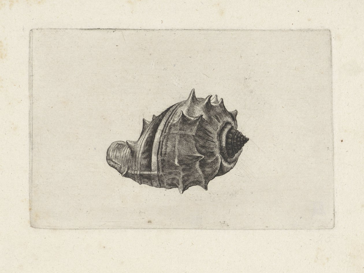 Skal, melongena melongena Skal (serietitel) av Wenceslaus Hollar
